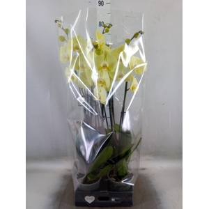 Phalaenopsis  'Golden Coin'