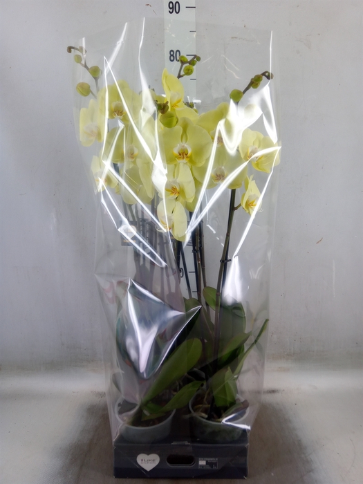 <h4>Phalaenopsis  'Golden Coin'</h4>