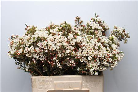 <h4>Chamelauc Moonlight Delight</h4>
