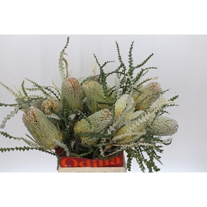 Banksia Speciosa
