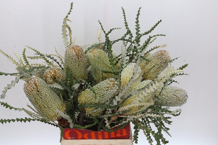 Banksia Speciosa