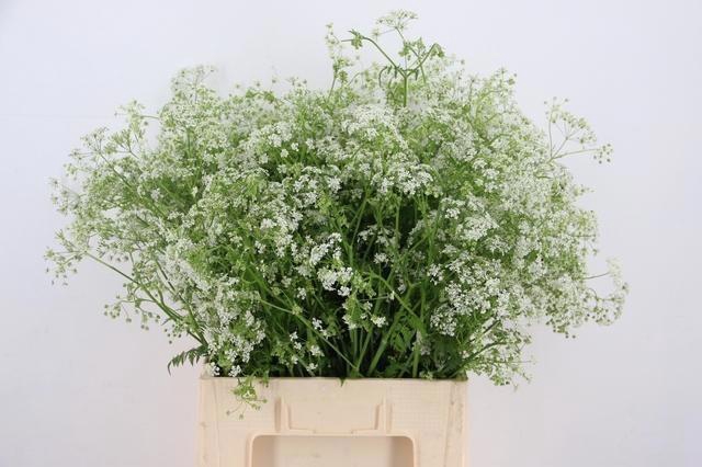 <h4>ZOMERBLOEM OV</h4>