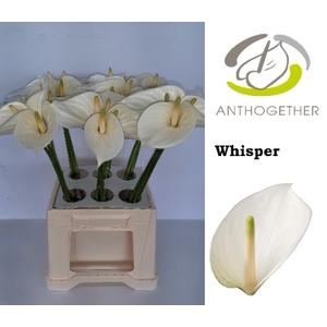 Anthurium Whisper