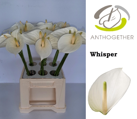 <h4>Anthurium Whisper</h4>