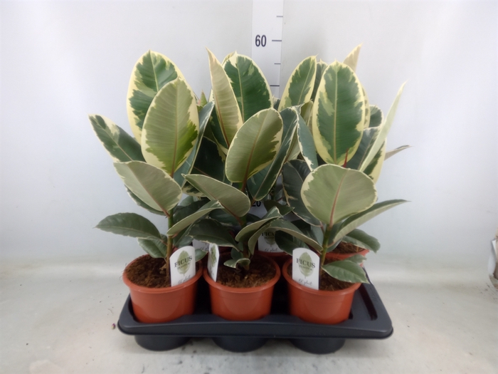 <h4>Ficus elastica 'Tineke'</h4>