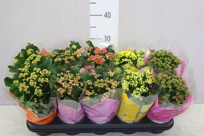 <h4>Kalanchoe Calandiva Mix</h4>