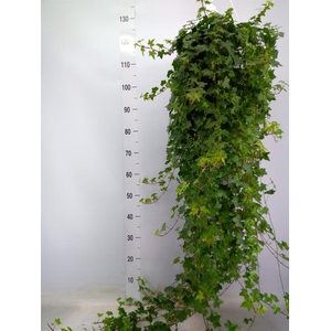 Hedera helix 'Pittsburgh'