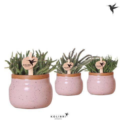 <h4>Kolibri Greens Rhipsalis mix in Vintage Bowl pot pink</h4>