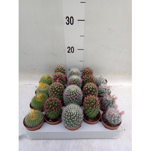 Cactus   ...flowering mix