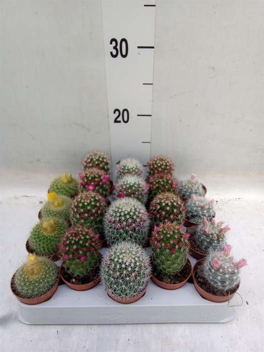 <h4>Cactus   ...flowering mix</h4>