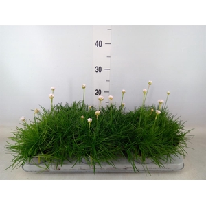 Armeria maritima 'Armada White'
