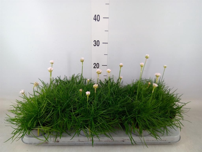 <h4>Armeria maritima 'Armada White'</h4>