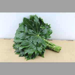 Aralia 45 Cm South Africa