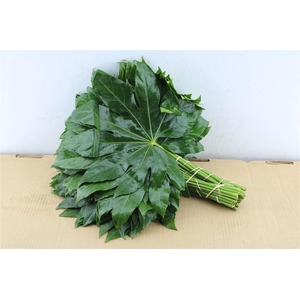 Aralia 45 Cm South Africa