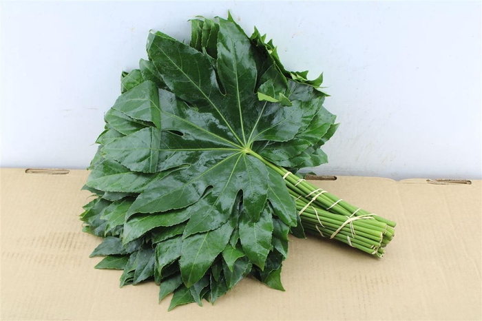 <h4>Aralia 45 Cm South Africa</h4>