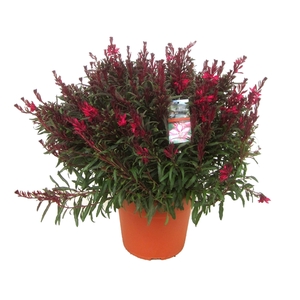 Gaura lindheimeri