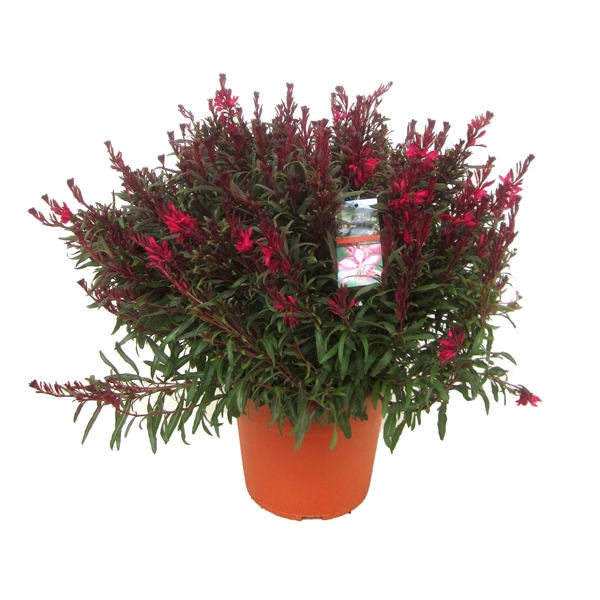 <h4>Gaura lindheimeri</h4>