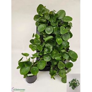 PILEA PEPEROMIOIDES