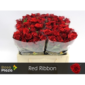 R GR RED RIBBON