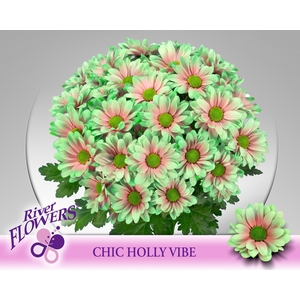 Chic Holly Vibe 90gram