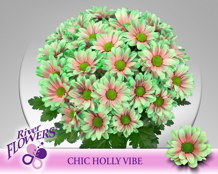 <h4>Chic Holly Vibe 90gram</h4>