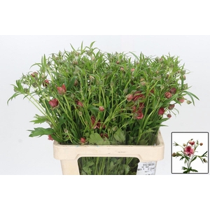 RAN N MODERN ENERGIA