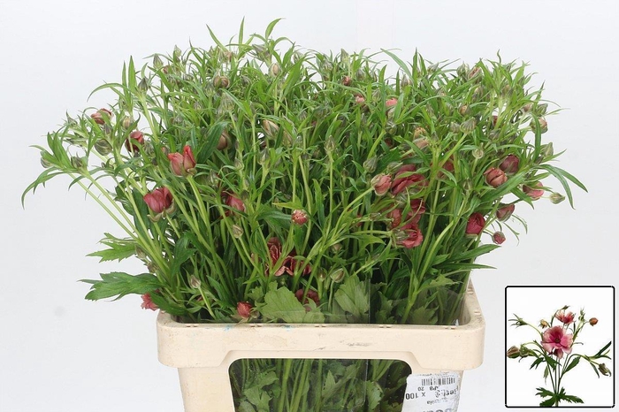 <h4>RAN N MODERN ENERGIA</h4>