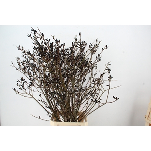 SALIX MELANOSTACHYS BLACK BEAUTY