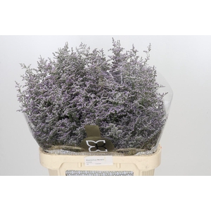 Limonium ov Misty Blue