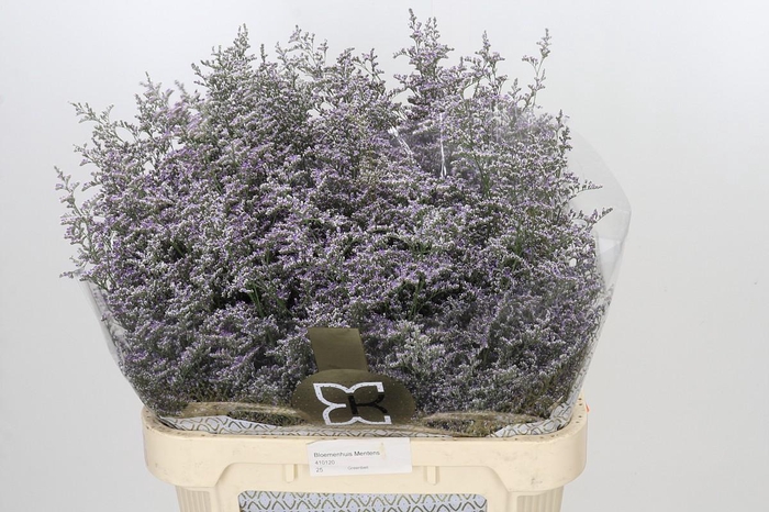 <h4>Limonium ov Misty Blue</h4>