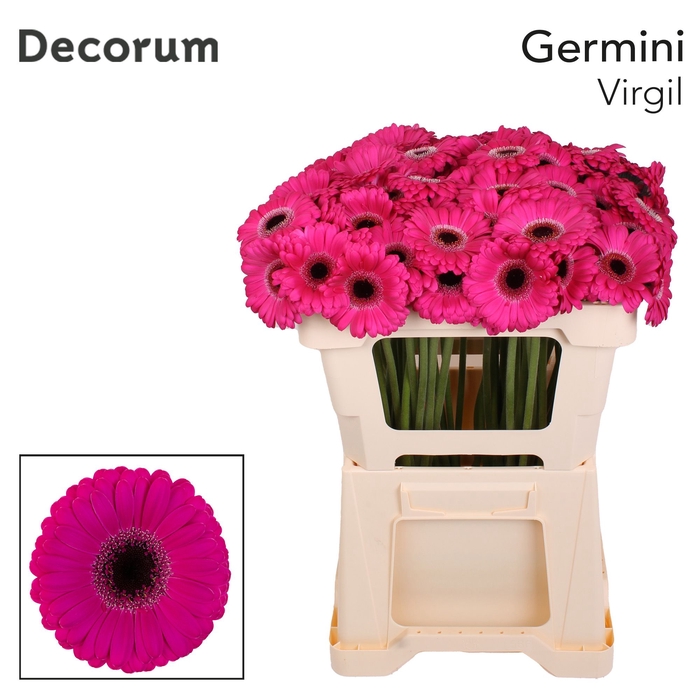 <h4>Germini Virgil Water</h4>