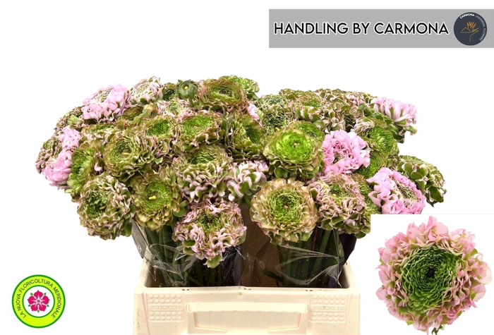 <h4>RAN PON PON AURORA</h4>