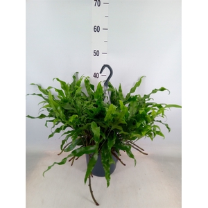 Microsorum diversifolium