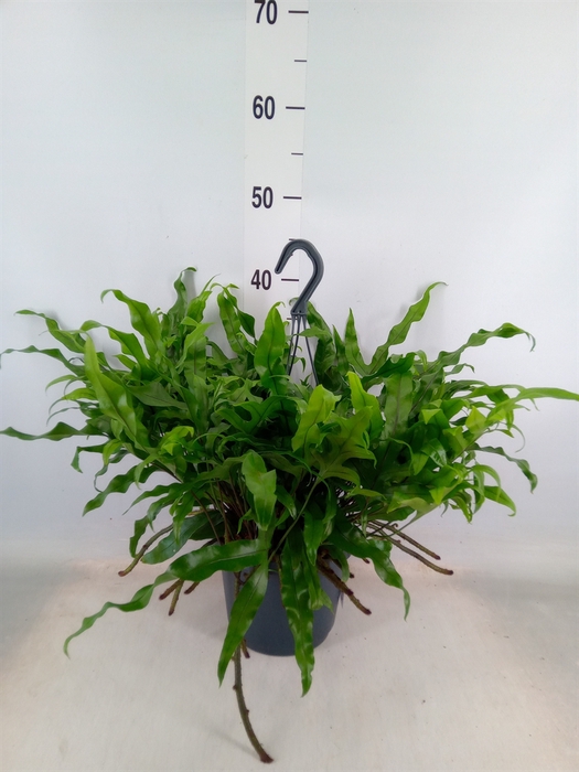 <h4>Microsorum diversifolium</h4>
