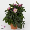 DAHLIA XXL VERACRUZ P19