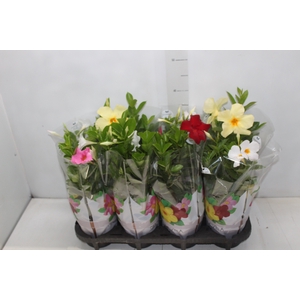 DIPLADENIA P15