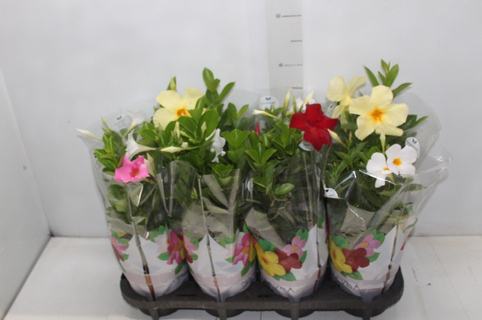 <h4>DIPLADENIA P15</h4>