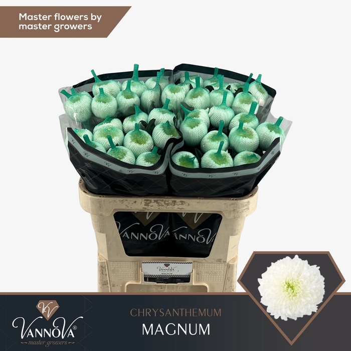 <h4>Chrysanten Chr G Magnum</h4>