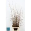 Salix B Tortuosa 90 Cm
