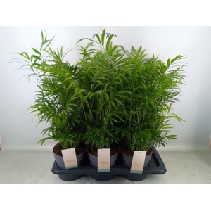 Dypsis lutescens   ...Chrysalidoca