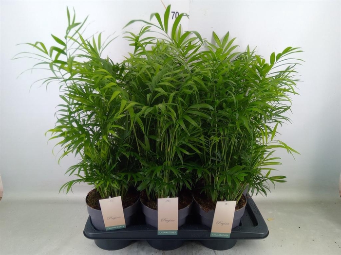 <h4>Dypsis lutescens   ...Chrysalidoca</h4>