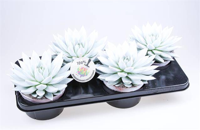 <h4>ECHEVERIA PARELMOER + GLITTER P15</h4>