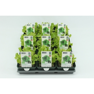 BKH groente 50240 bio Lollo Bionda (set x9)