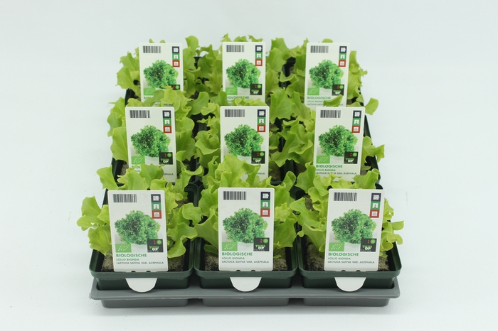 <h4>BKH groente 50240 bio Lollo Bionda (set x9)</h4>