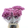 Dianthus St Flame