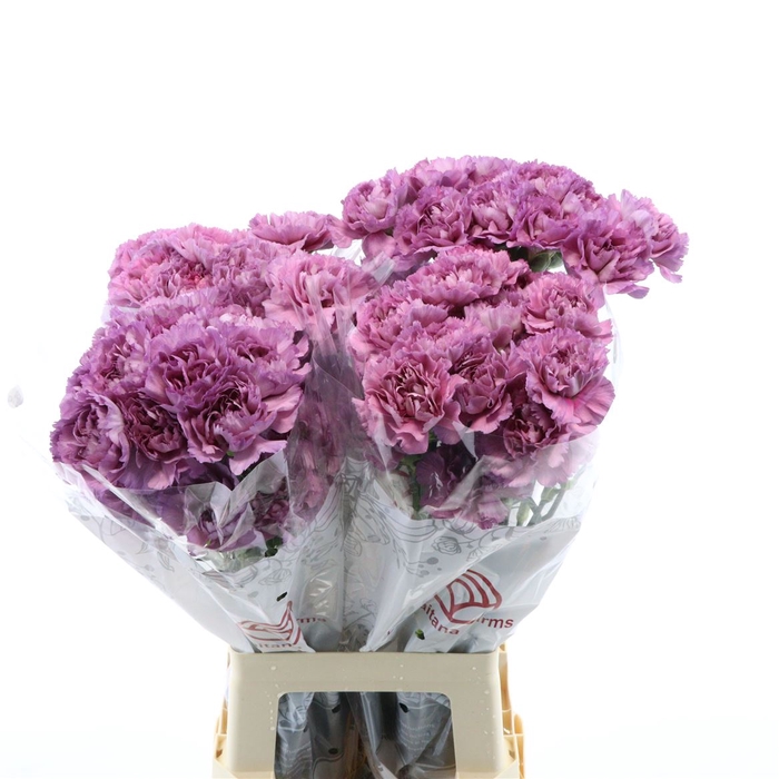 <h4>Dianthus St Flame</h4>