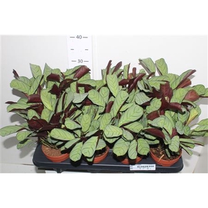 Ctenanthe Amagris
