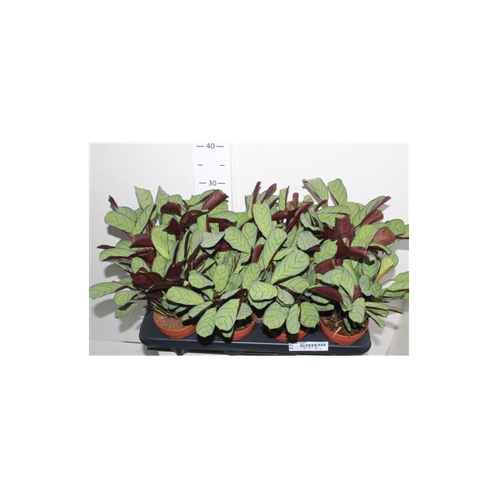 <h4>Ctenanthe Amagris</h4>