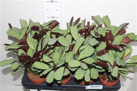 Ctenanthe Amagris