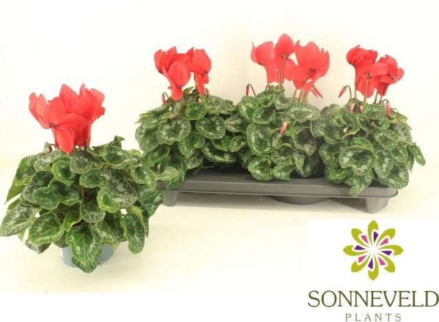 <h4>CYCL GR HAL HD</h4>